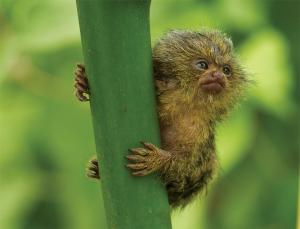 Illustration for article titled New Evidence Points to the Flores 'Hobbit' as a Dwarf Species